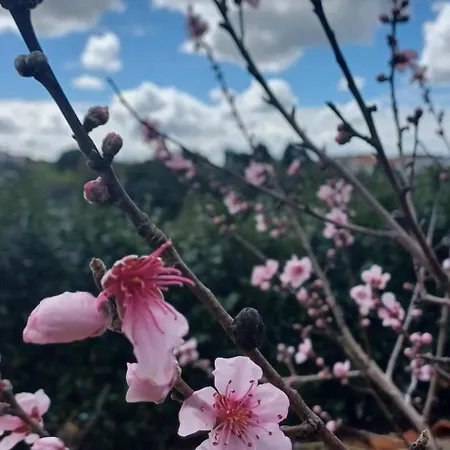 Oda ve Kahvaltı Quinta Da Pera Rocha Back Too Nature *